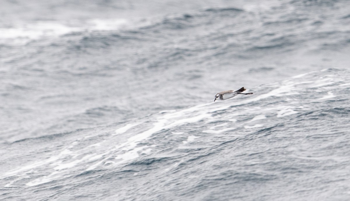 White-faced Storm-Petrel - ML216794801