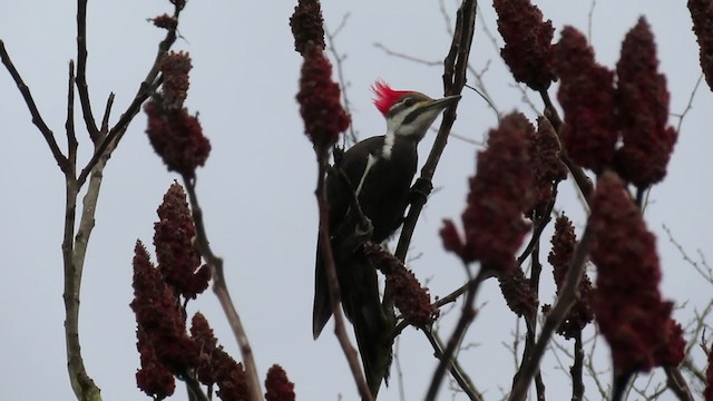 Pileated Woodpecker - ML216794831