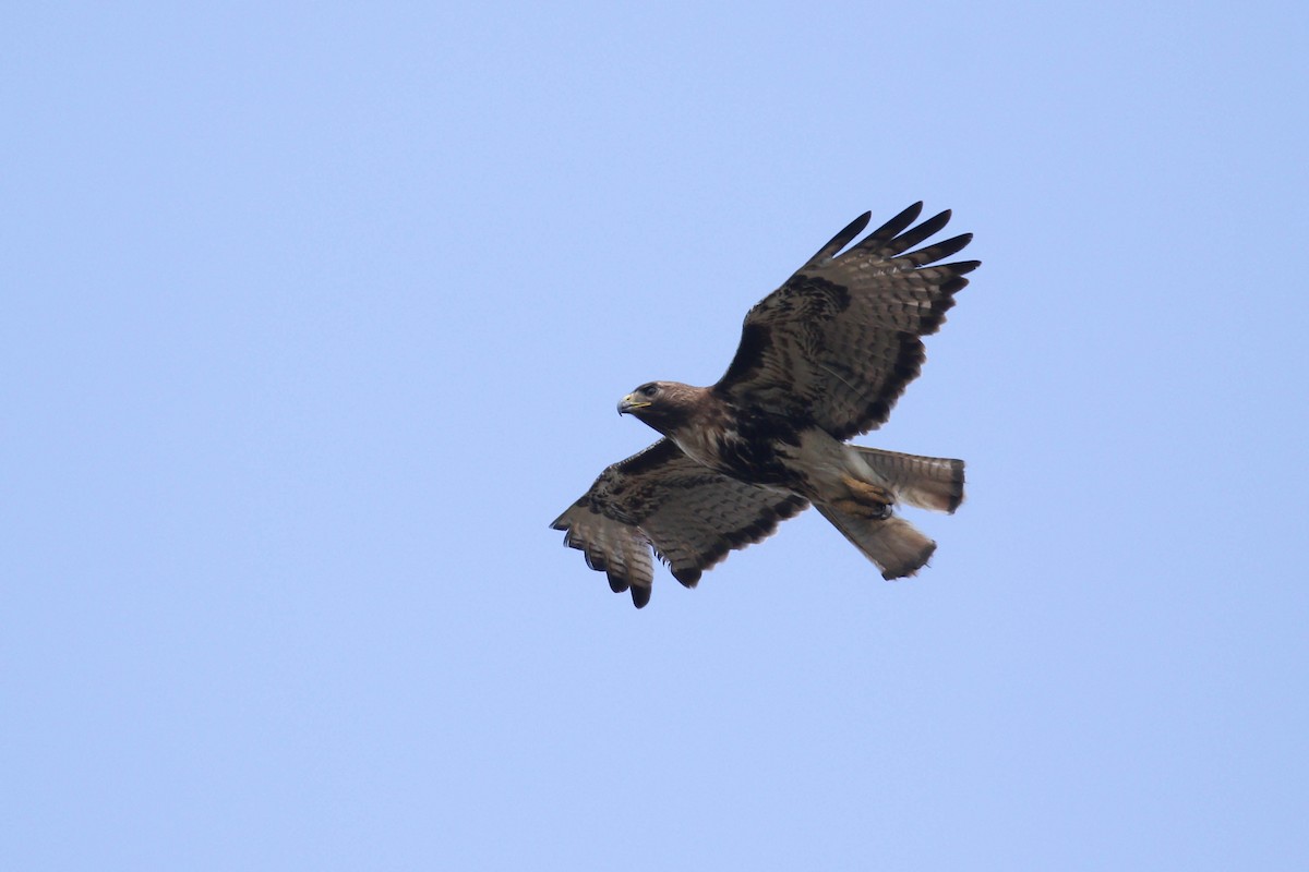 Red-tailed Hawk (jamaicensis) - Alex Lamoreaux