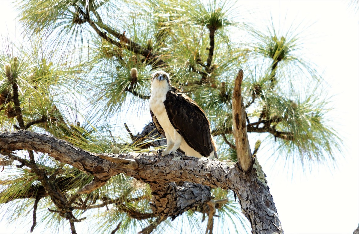 Osprey - ML216799541