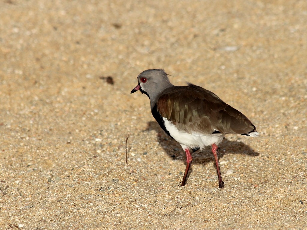 Southern Lapwing - ML216800811