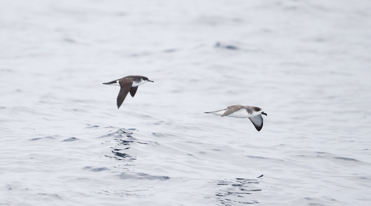 Manx Shearwater - ML216801041