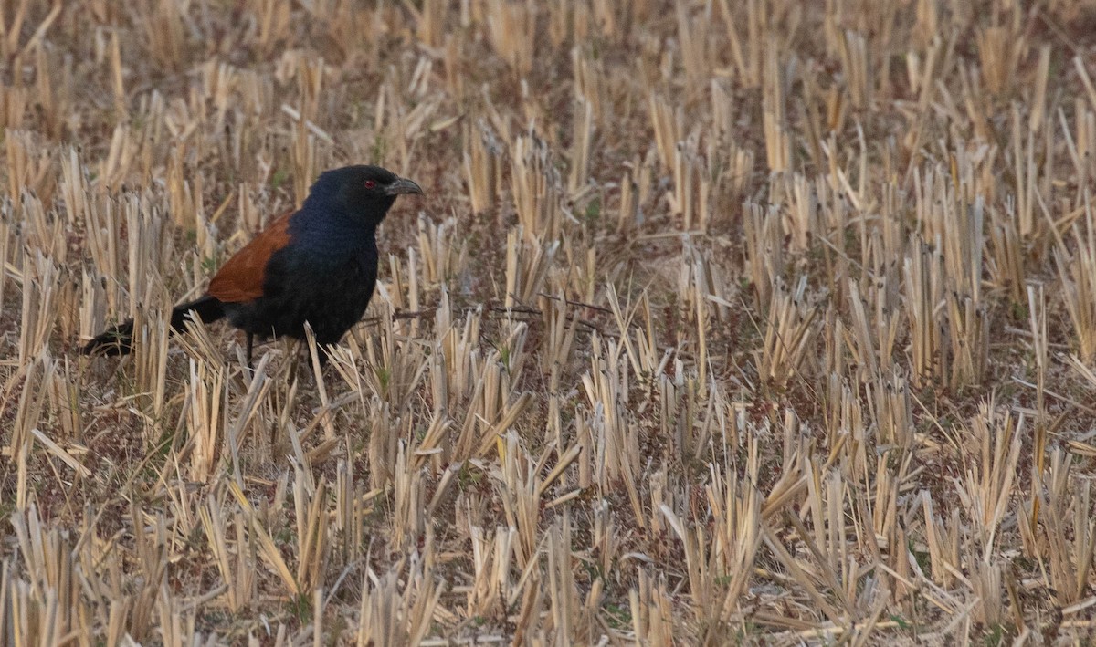 Greater Coucal - ML216802271