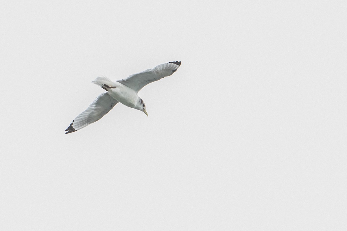 Black-legged Kittiwake - ML216803201