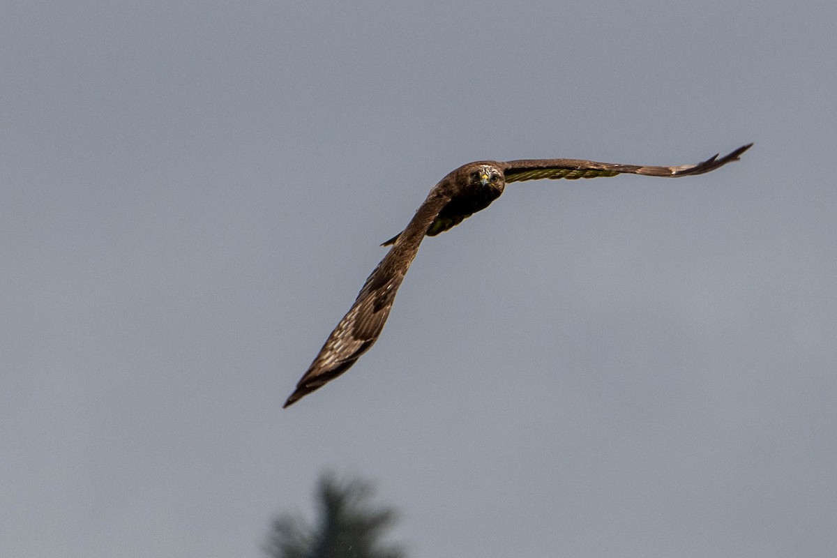 Rough-legged Hawk - John Missing