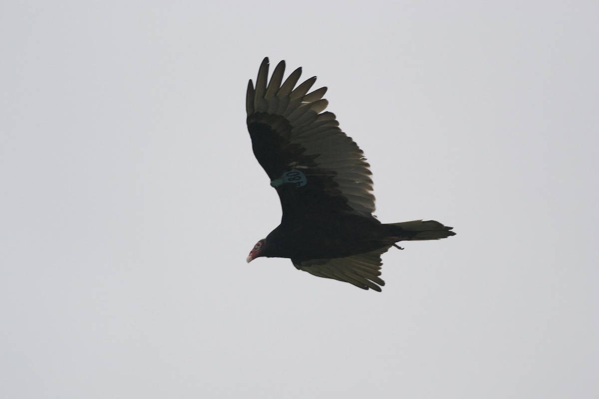 Turkey Vulture - ML216803791