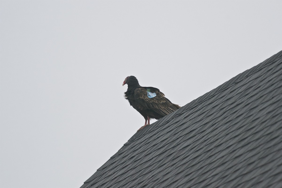 Turkey Vulture - ML216803801