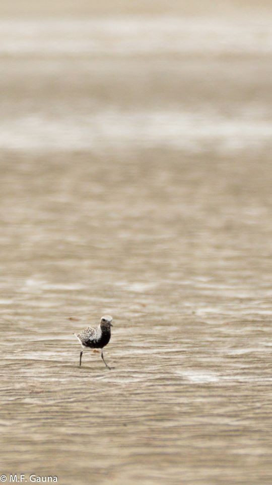 Black-bellied Plover - ML216808321