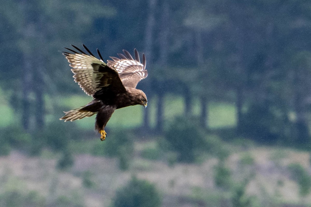 Rough-legged Hawk - ML216809581