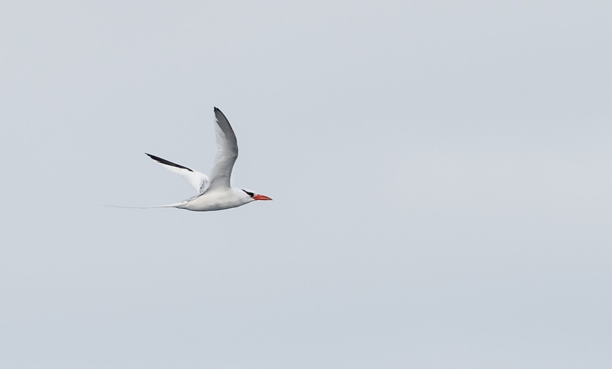 Red-billed Tropicbird - ML216811221