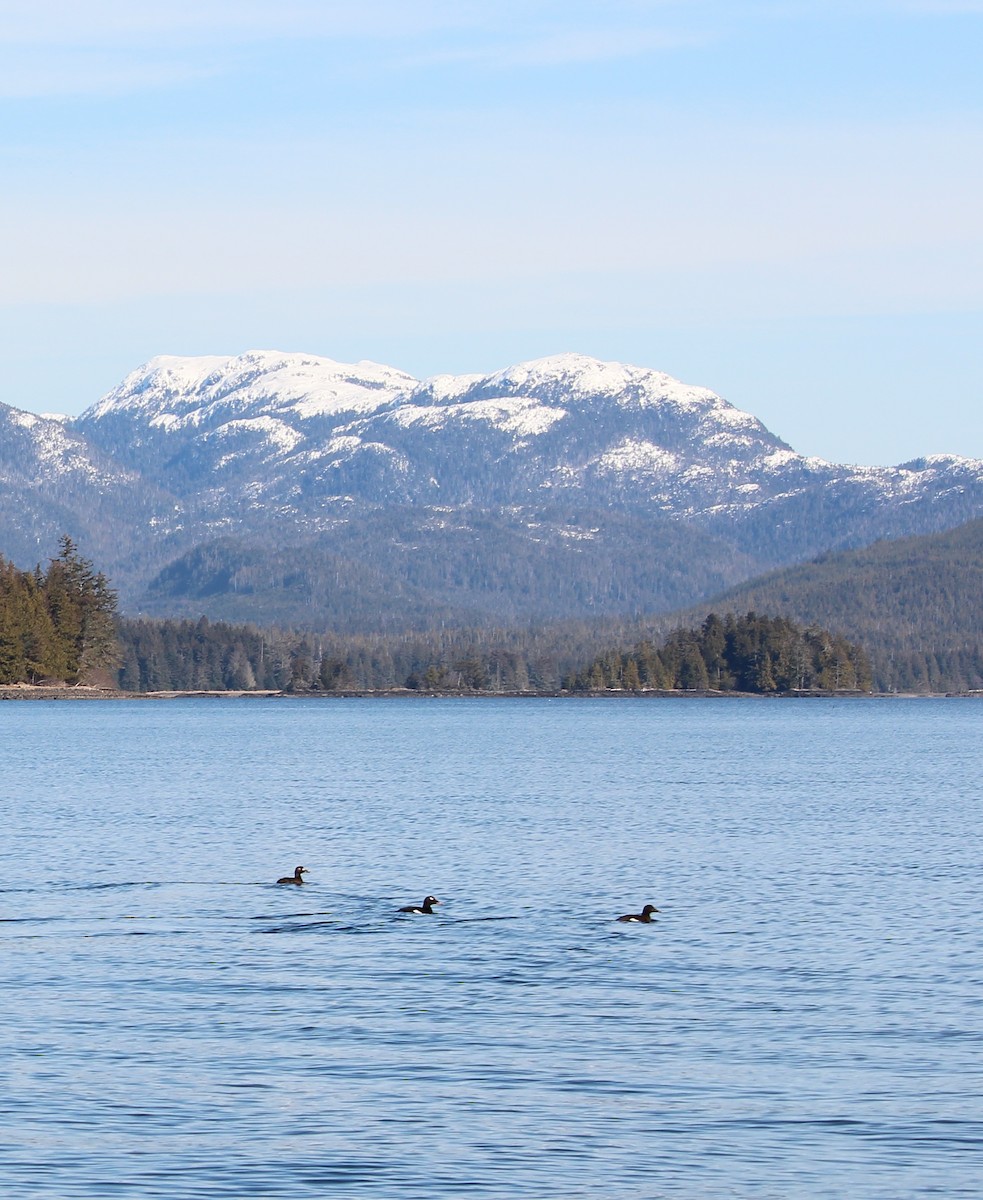 White-winged Scoter - ML216812451