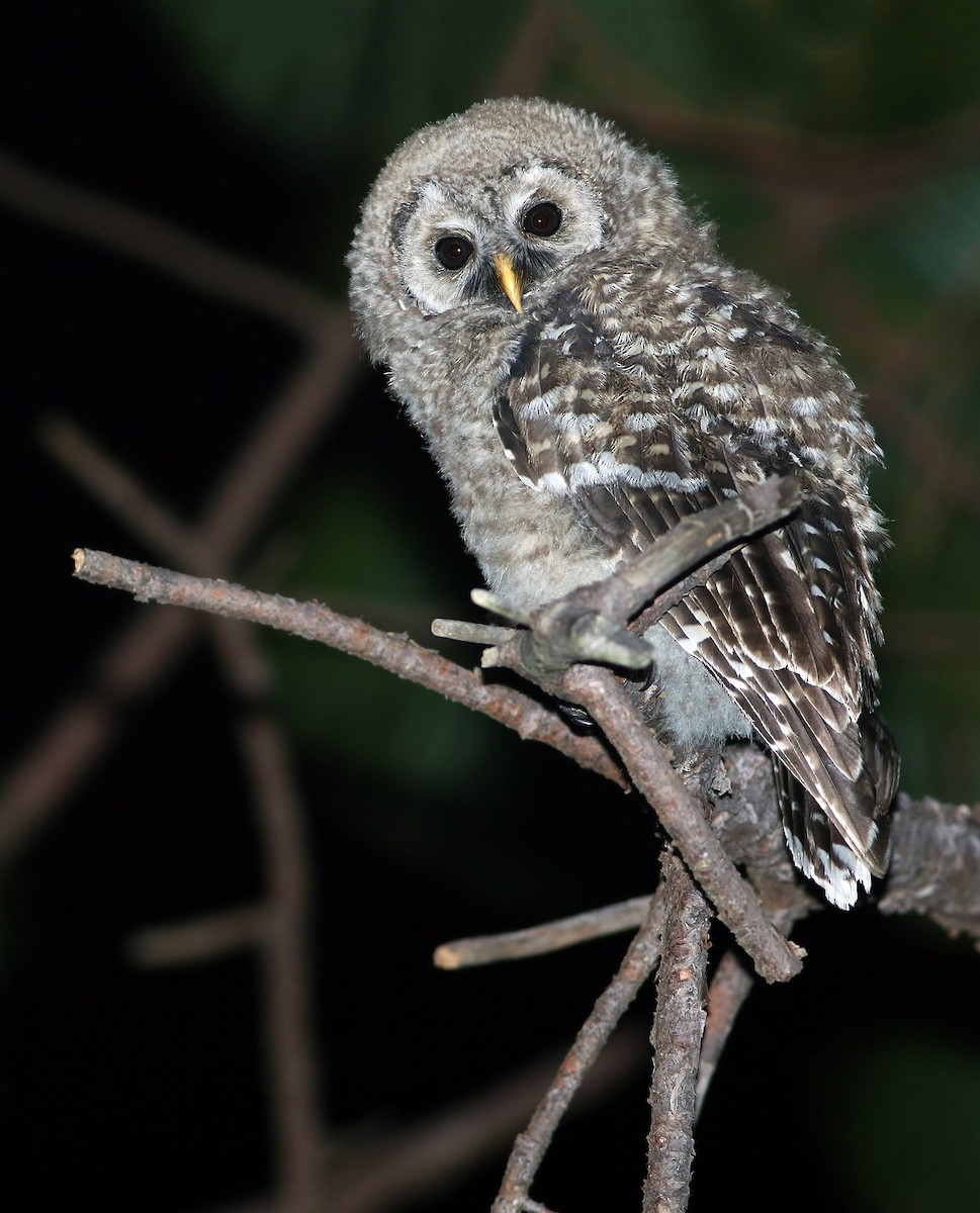 Cinereous Owl - ML21681251