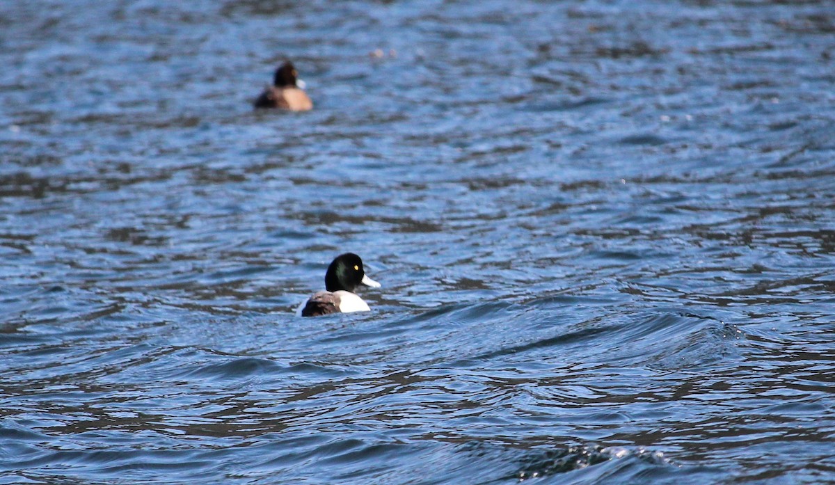 Greater Scaup - Melissa Dougherty :)