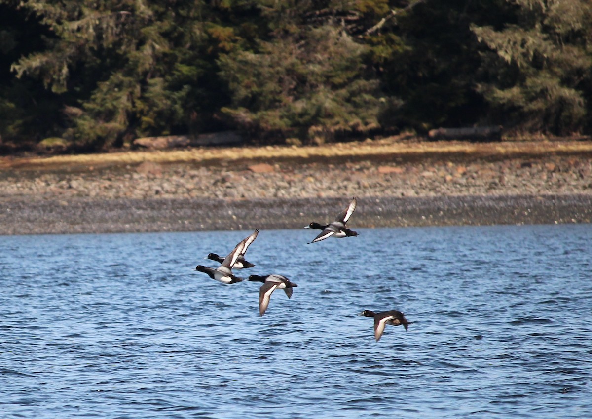 Greater Scaup - Melissa Dougherty :)