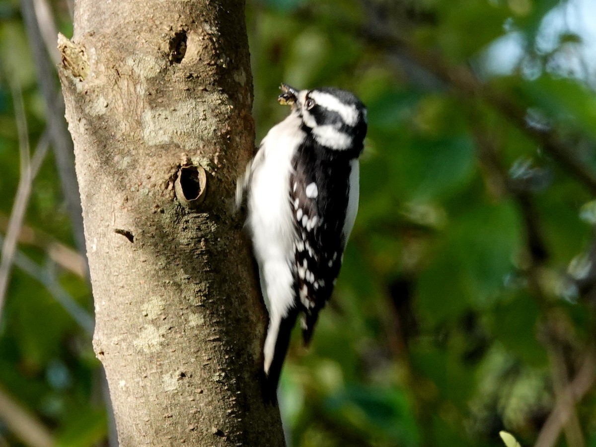 Downy Woodpecker - ML216813841