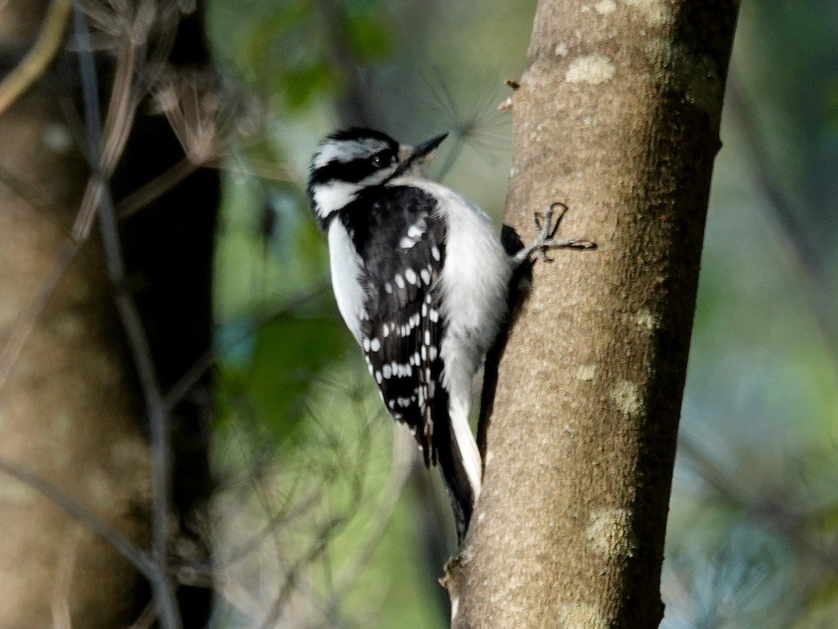 Downy Woodpecker - ML216813981