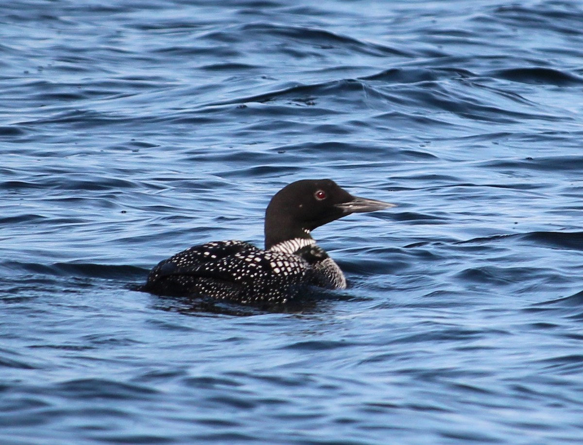 Common Loon - Melissa Dougherty :)