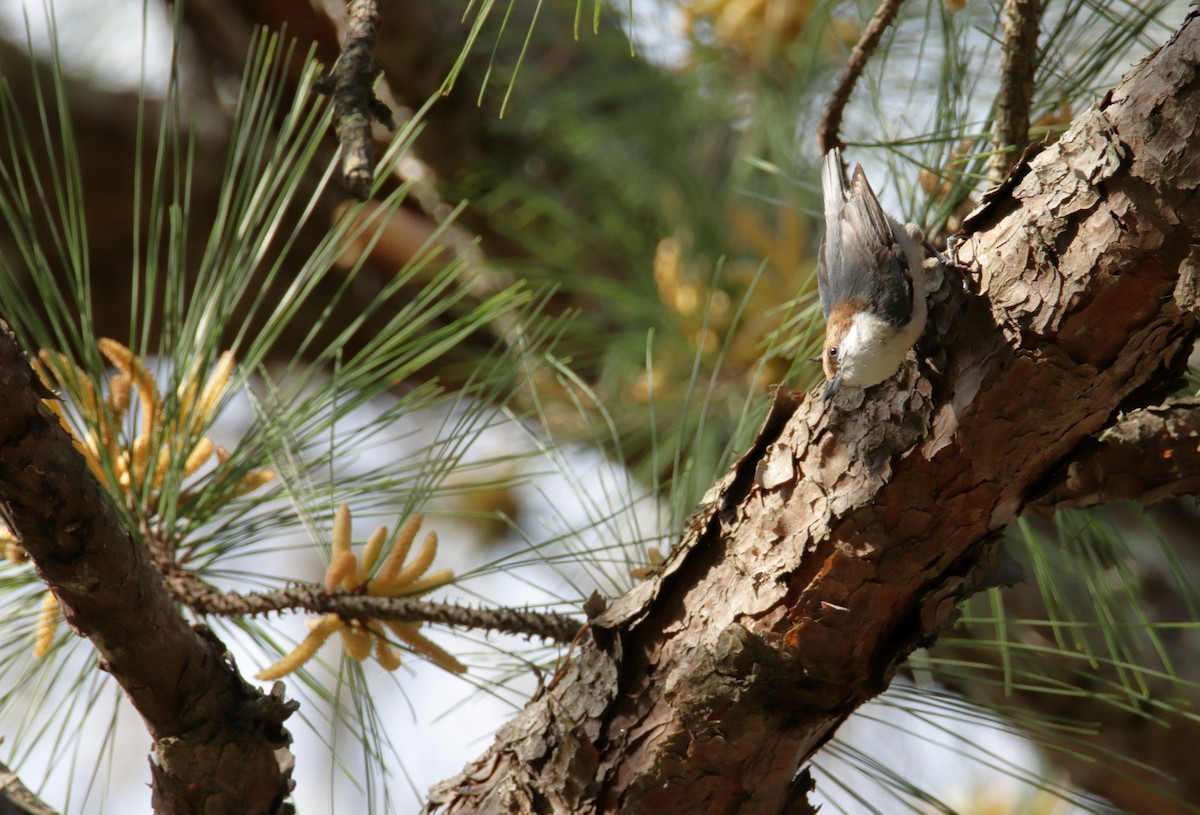 Brown-headed Nuthatch - ML216814591