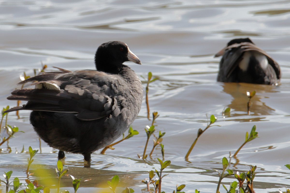 American Coot - ML216814611