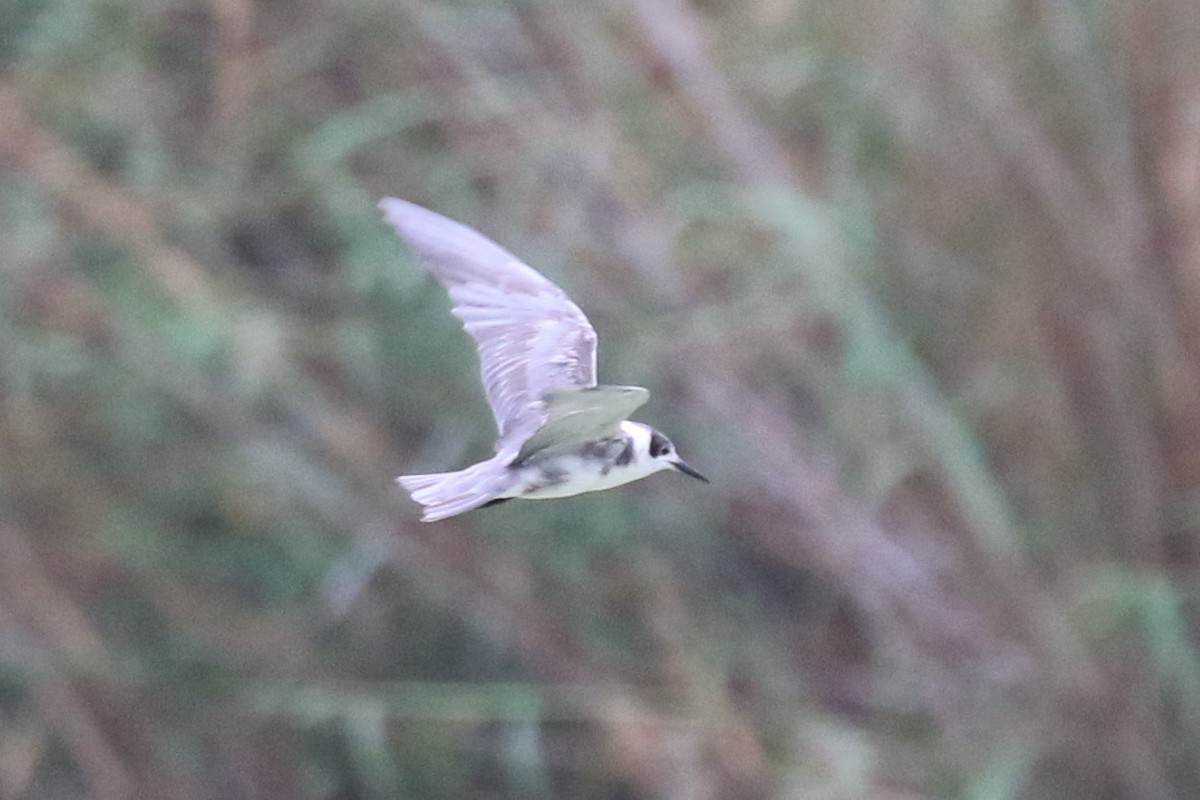 Black Tern - ML216814791