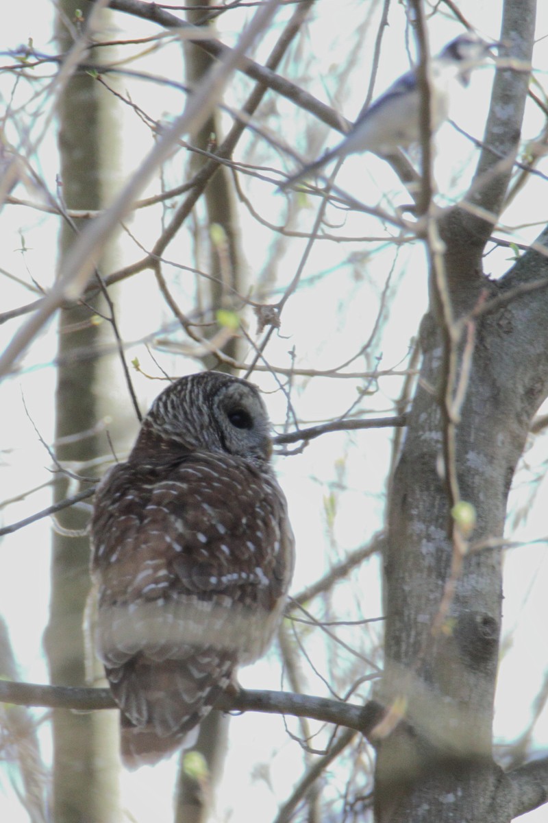 Barred Owl - ML216815201