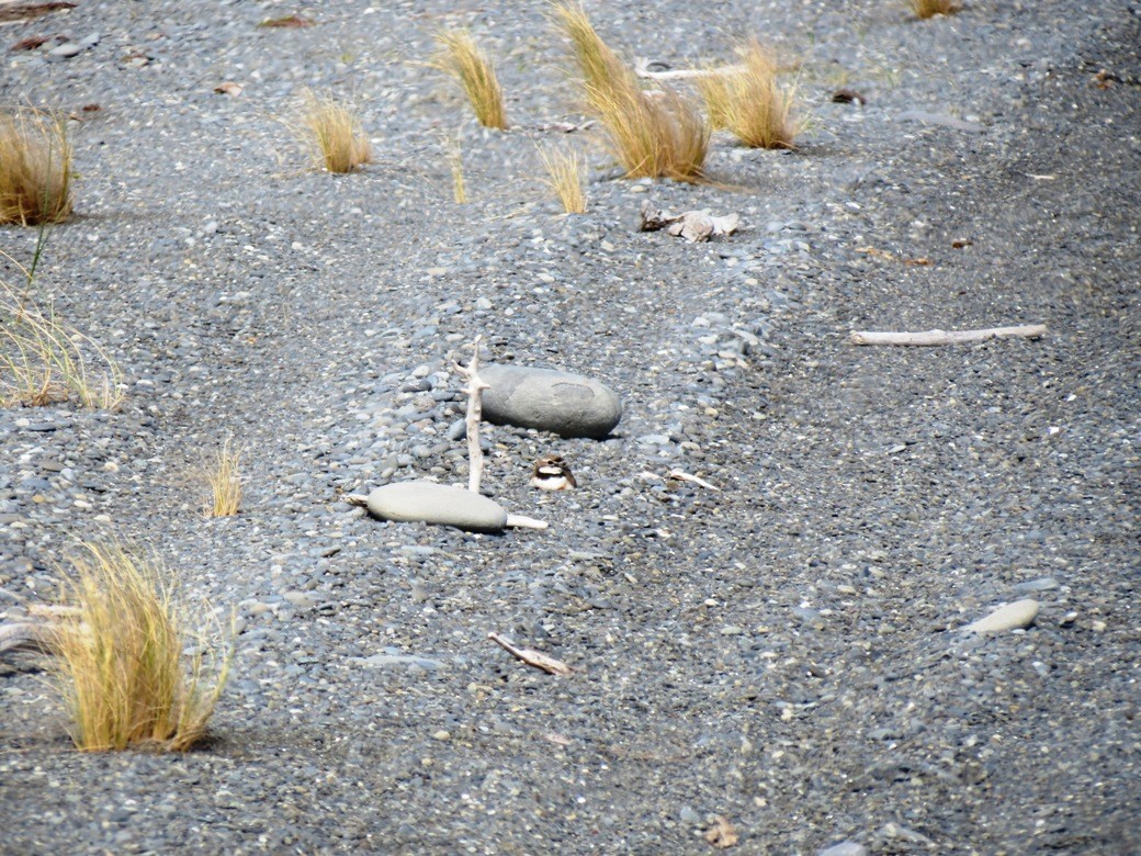 Double-banded Plover - ML21681571