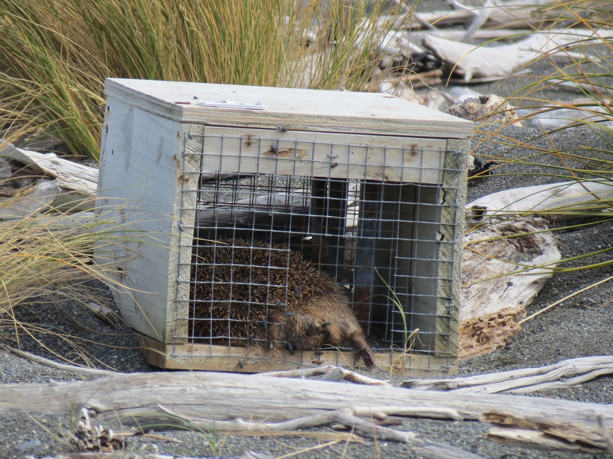 Double-banded Plover - ML21681661