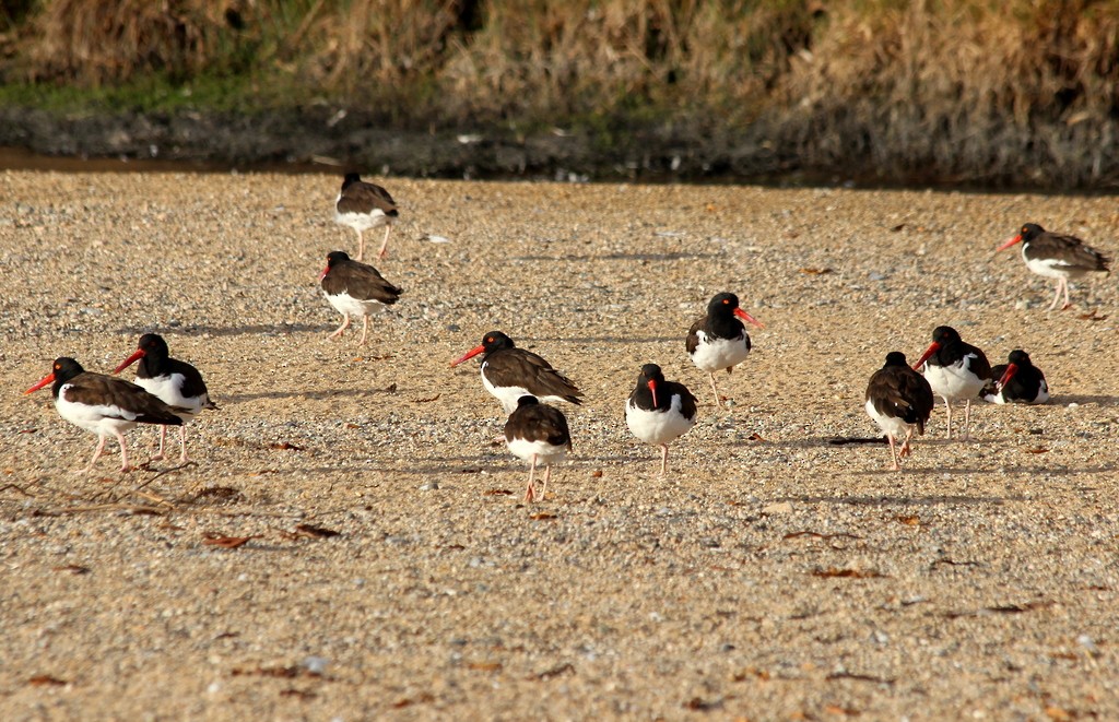 American Oystercatcher - ML216817961