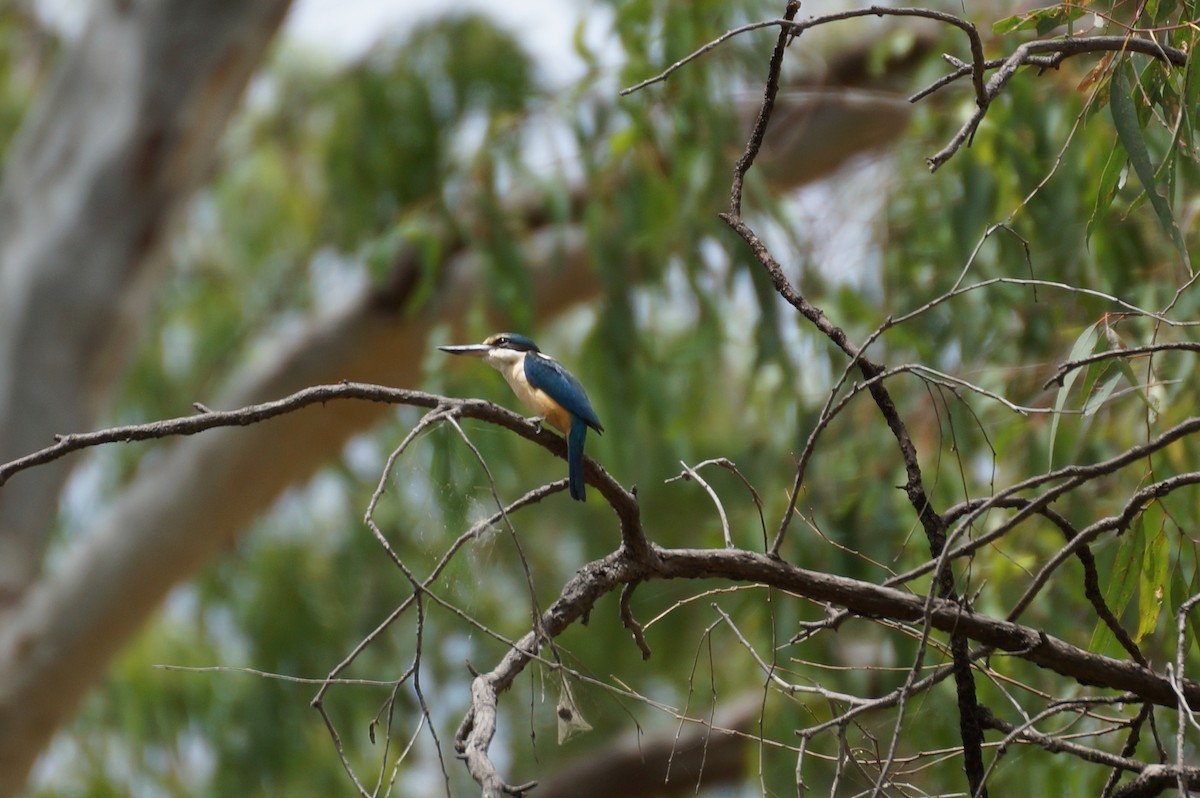 Kutsal Yalıçapkını - ML21681931