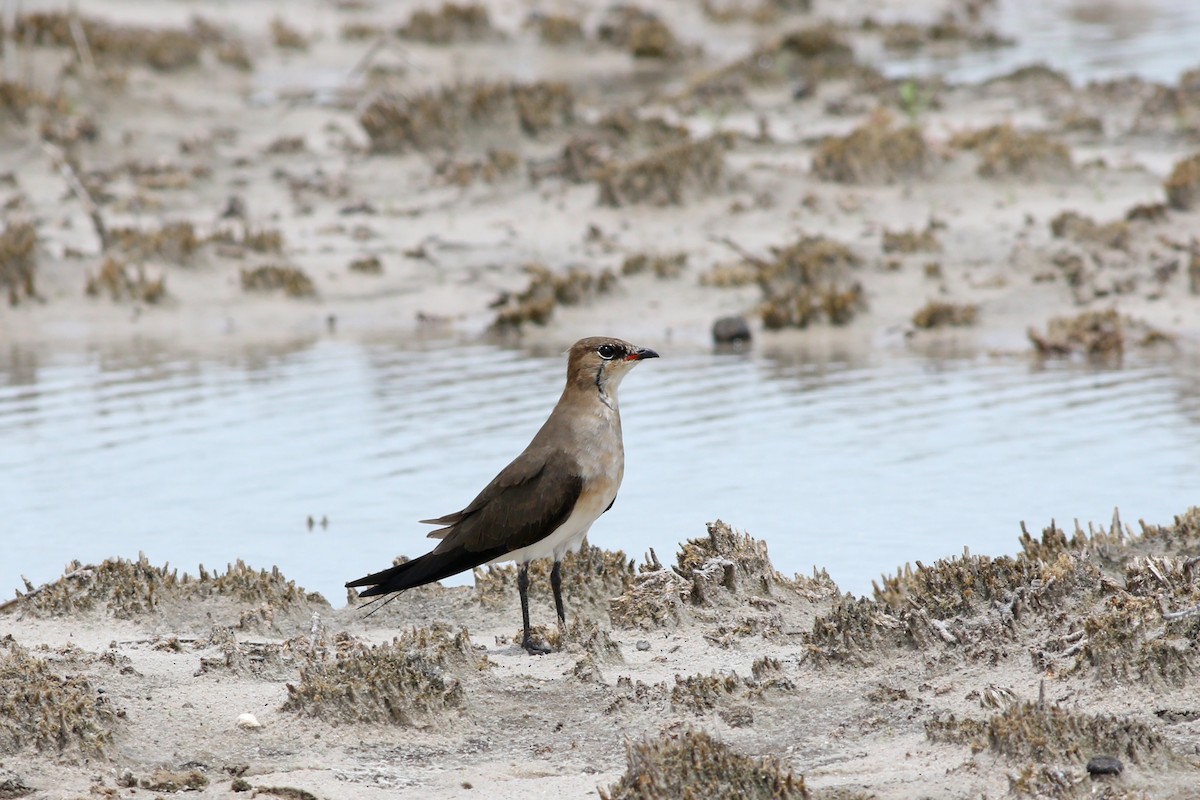 Black-winged Pratincole - Nick Bonomo