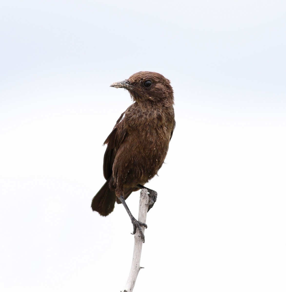 Southern Anteater-Chat - ML216822711