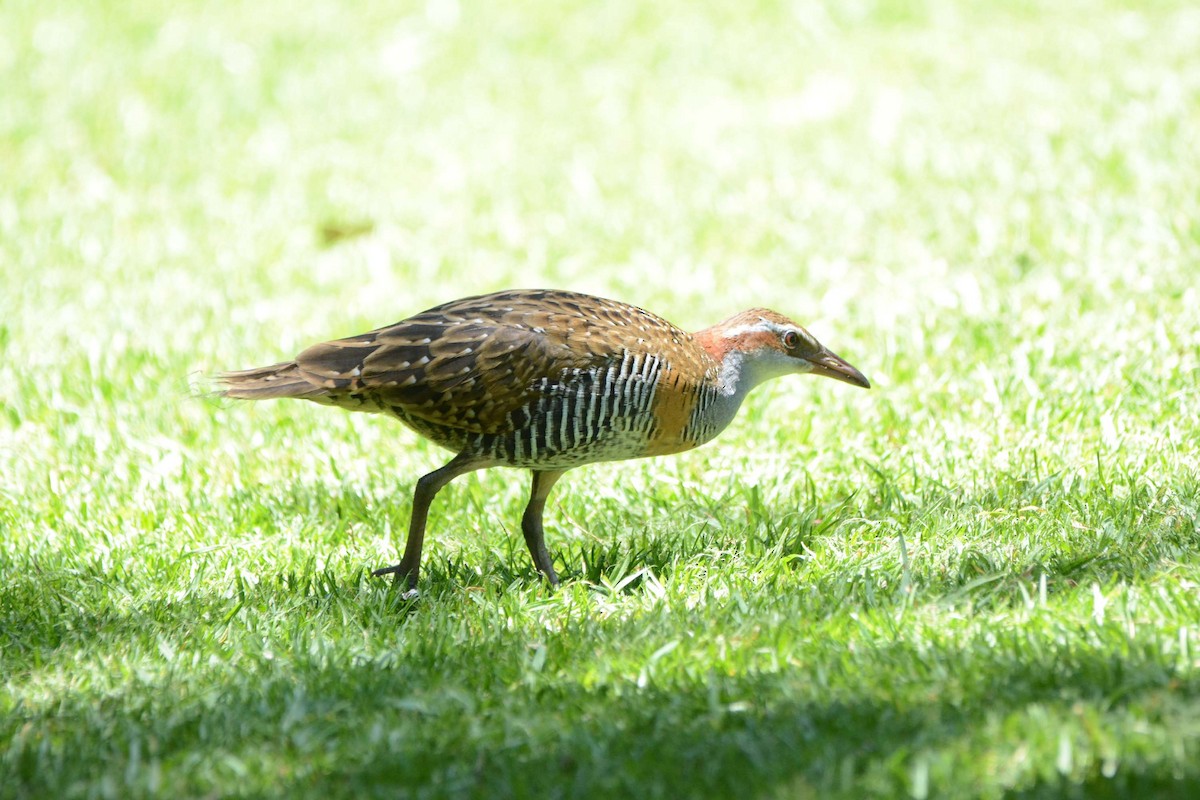 Buff-banded Rail - ML21682401