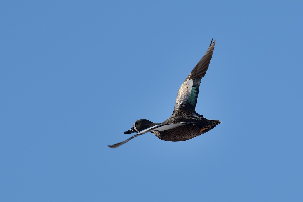 Blue-winged Teal - ML216824141
