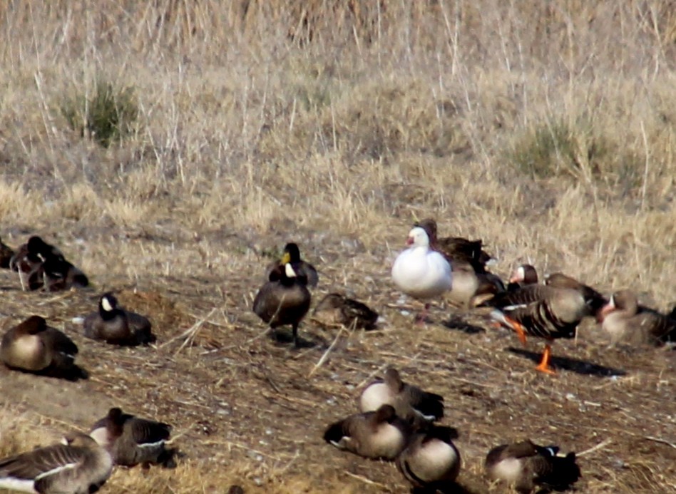 Ross's Goose - ML216824961