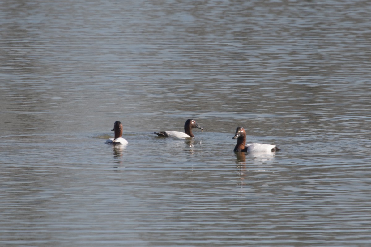 Canvasback - ML216825681