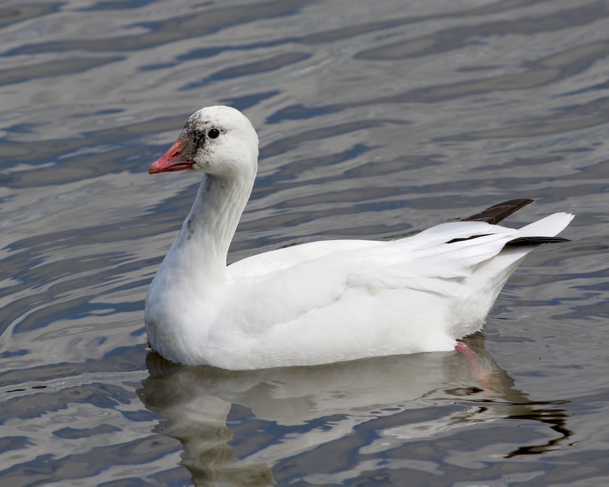 Ross's Goose - ML216829111