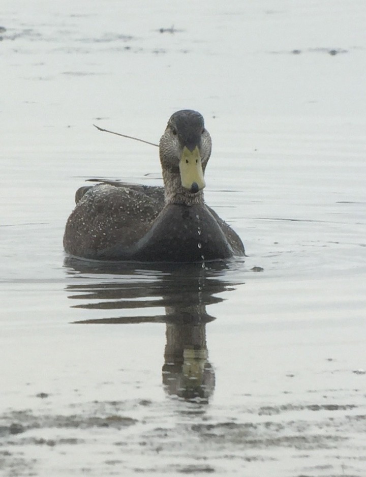 American Black Duck - ML216830061