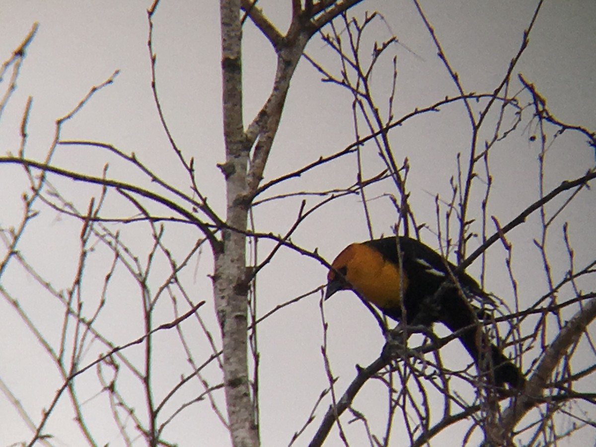 Yellow-headed Blackbird - Thom McClenahan