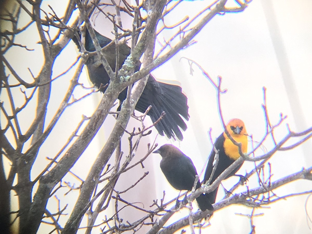 Yellow-headed Blackbird - Thom McClenahan