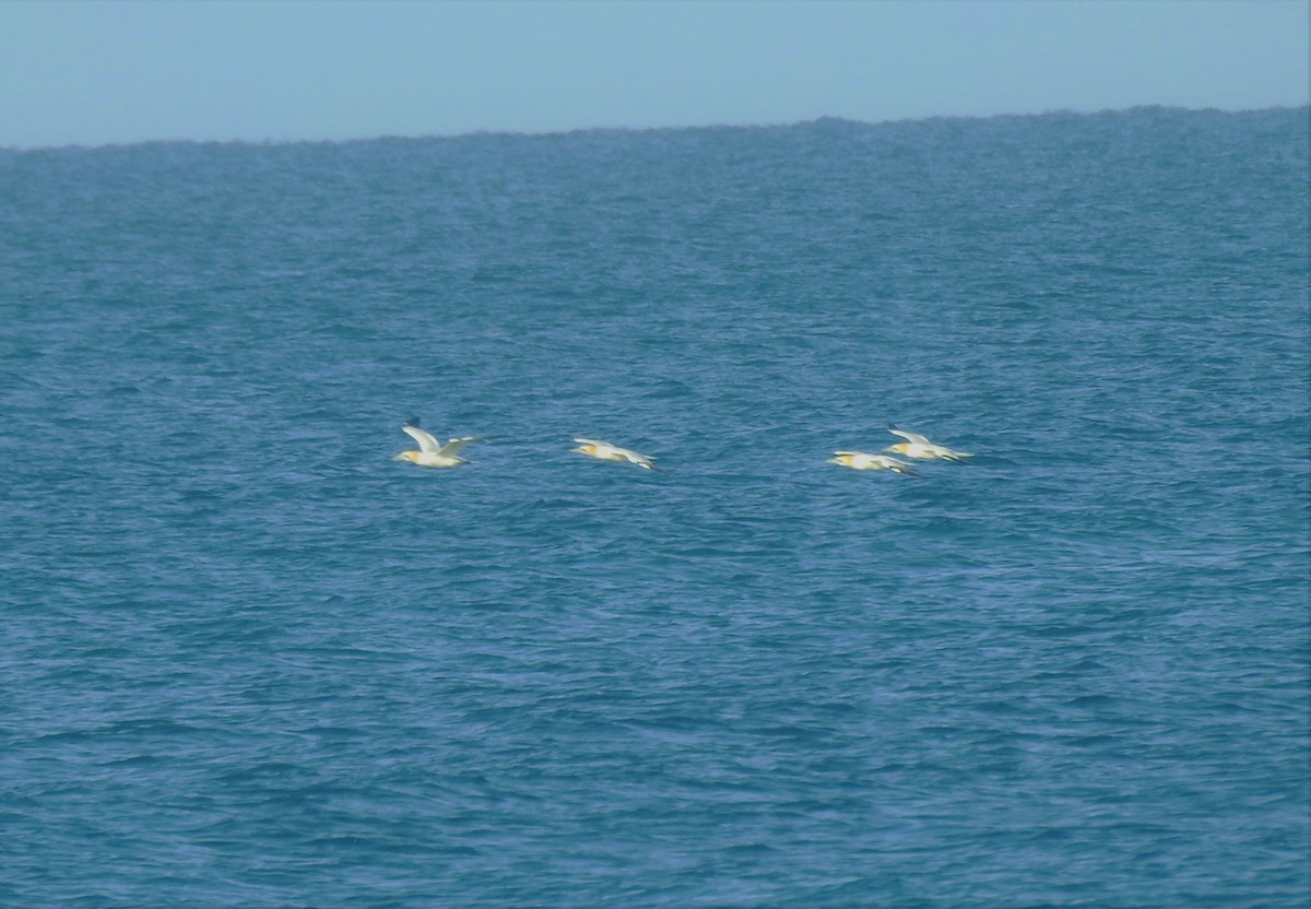 Northern Gannet - ML216831551