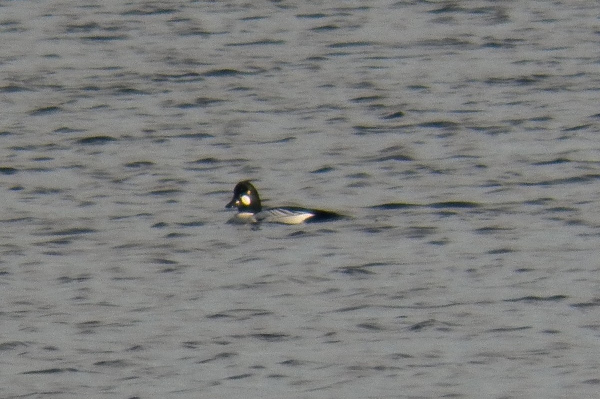 Common Goldeneye - ML21683191