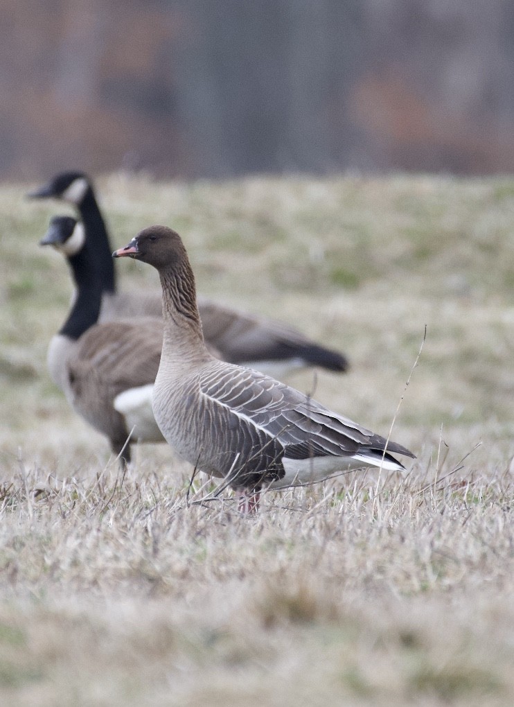 Pink-footed Goose - ML216832431