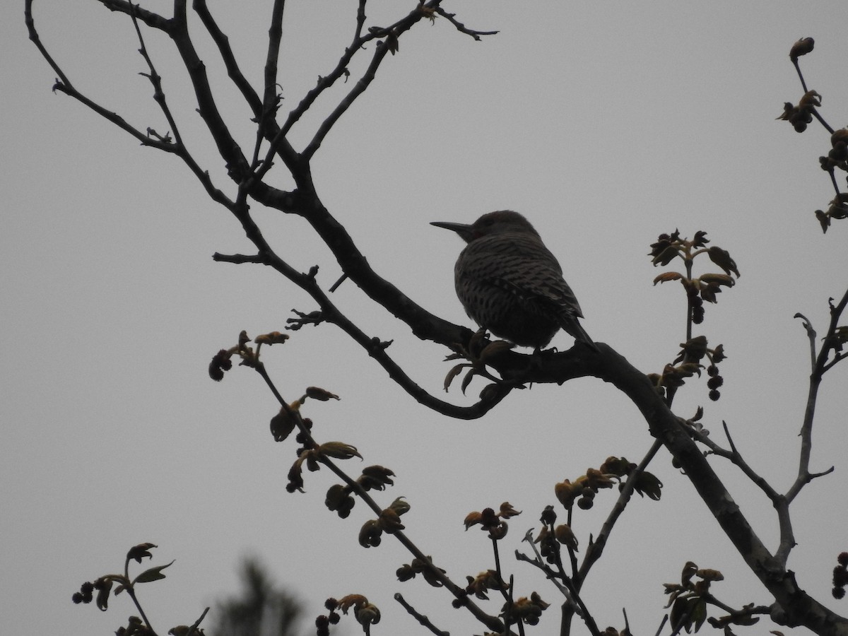 Northern Flicker - ML216833301