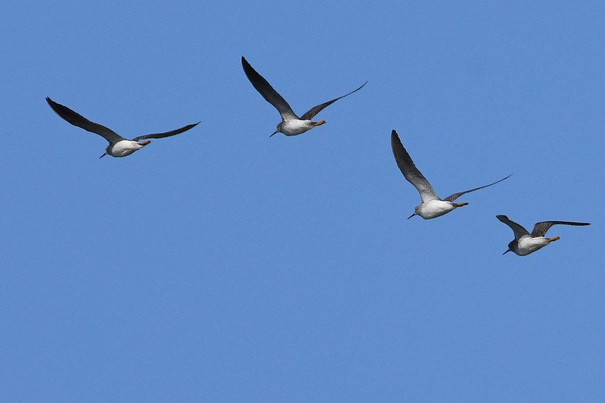 Lesser Yellowlegs - ML216833601