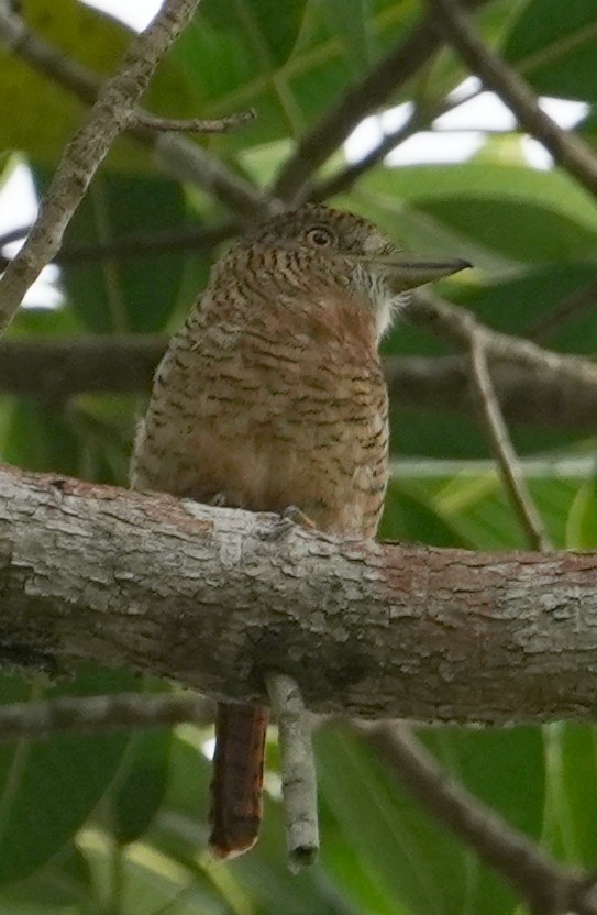 Barred Puffbird - ML216836071