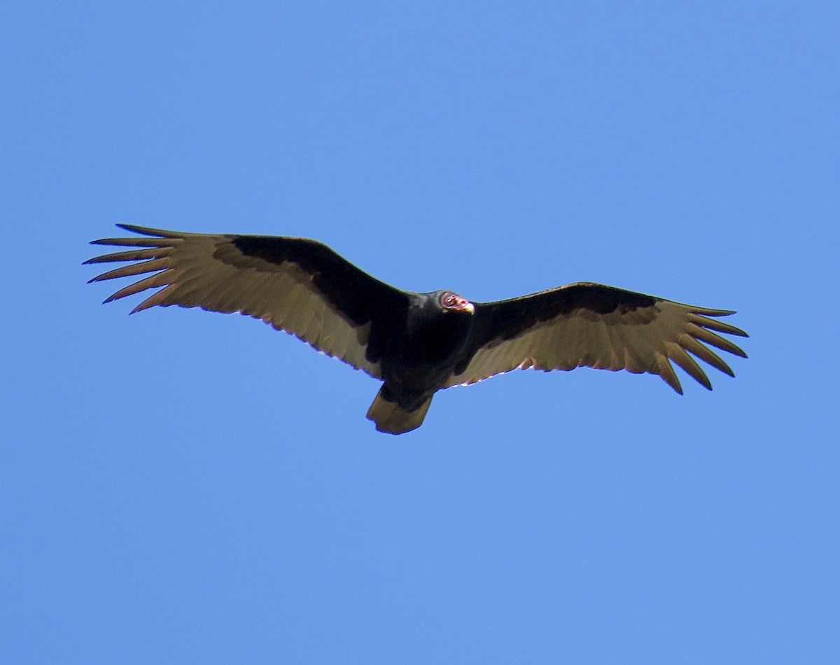 Turkey Vulture - ML216837701