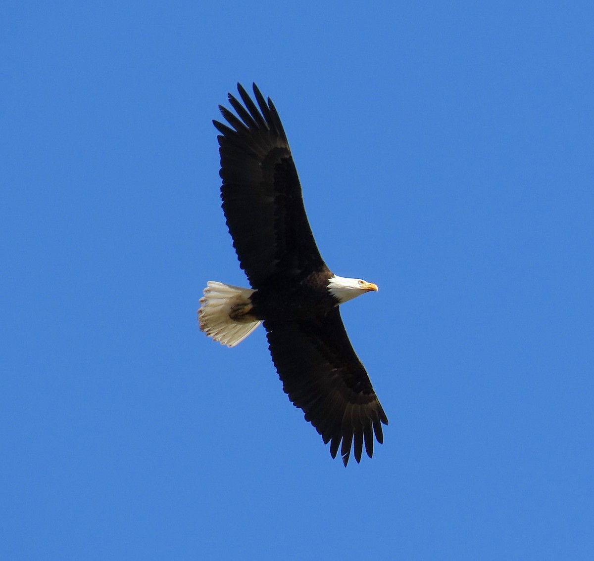 Weißkopf-Seeadler - ML216837891