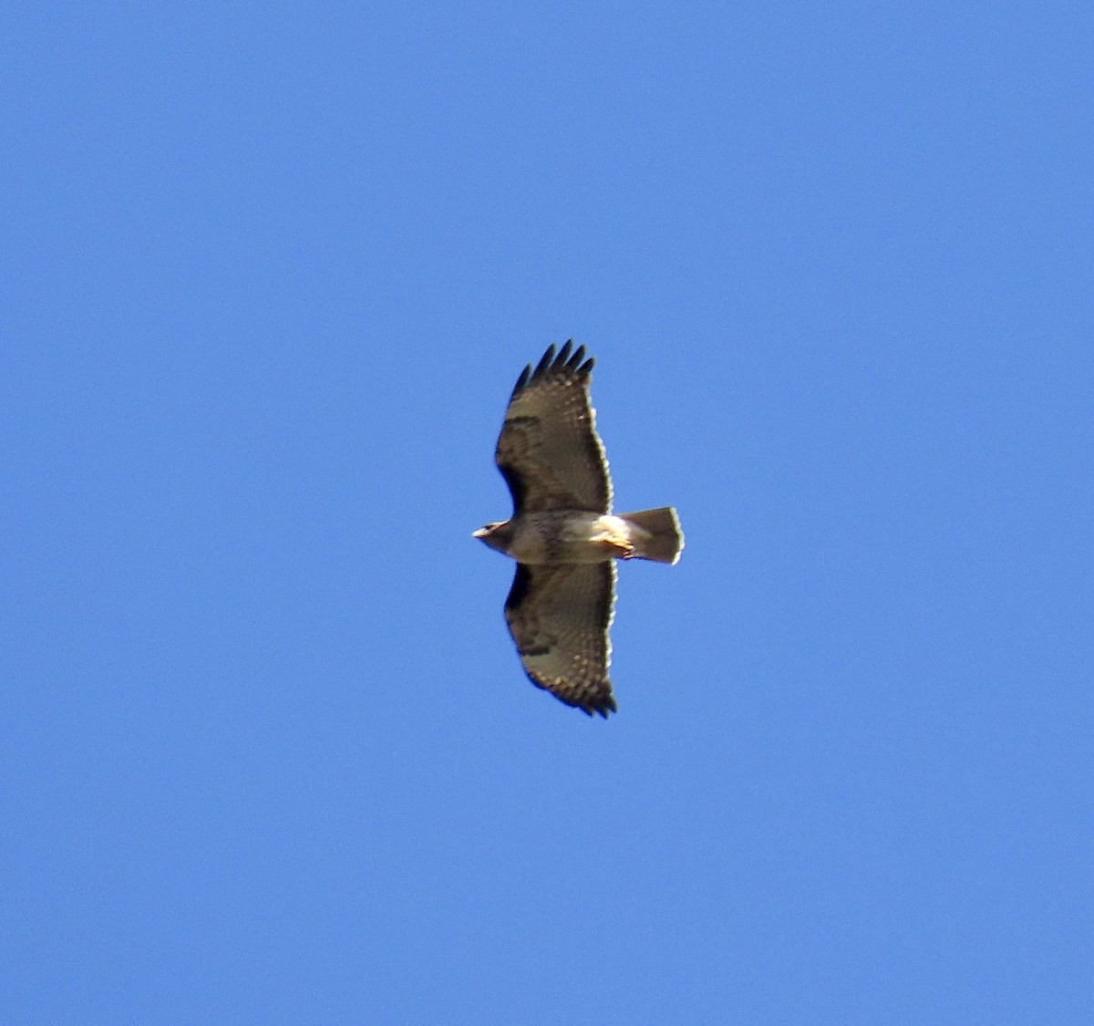 Red-tailed Hawk - Jim Johnson