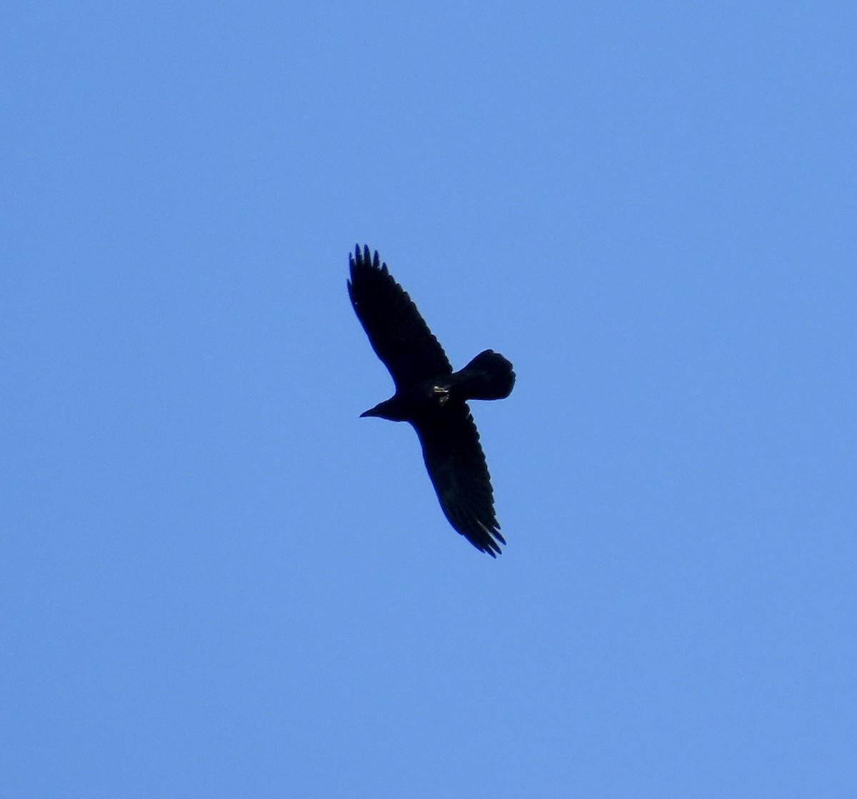 Common Raven - ML216838131