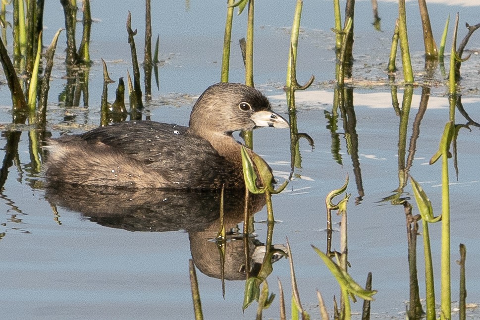 Pied-billed Grebe - ML216839131